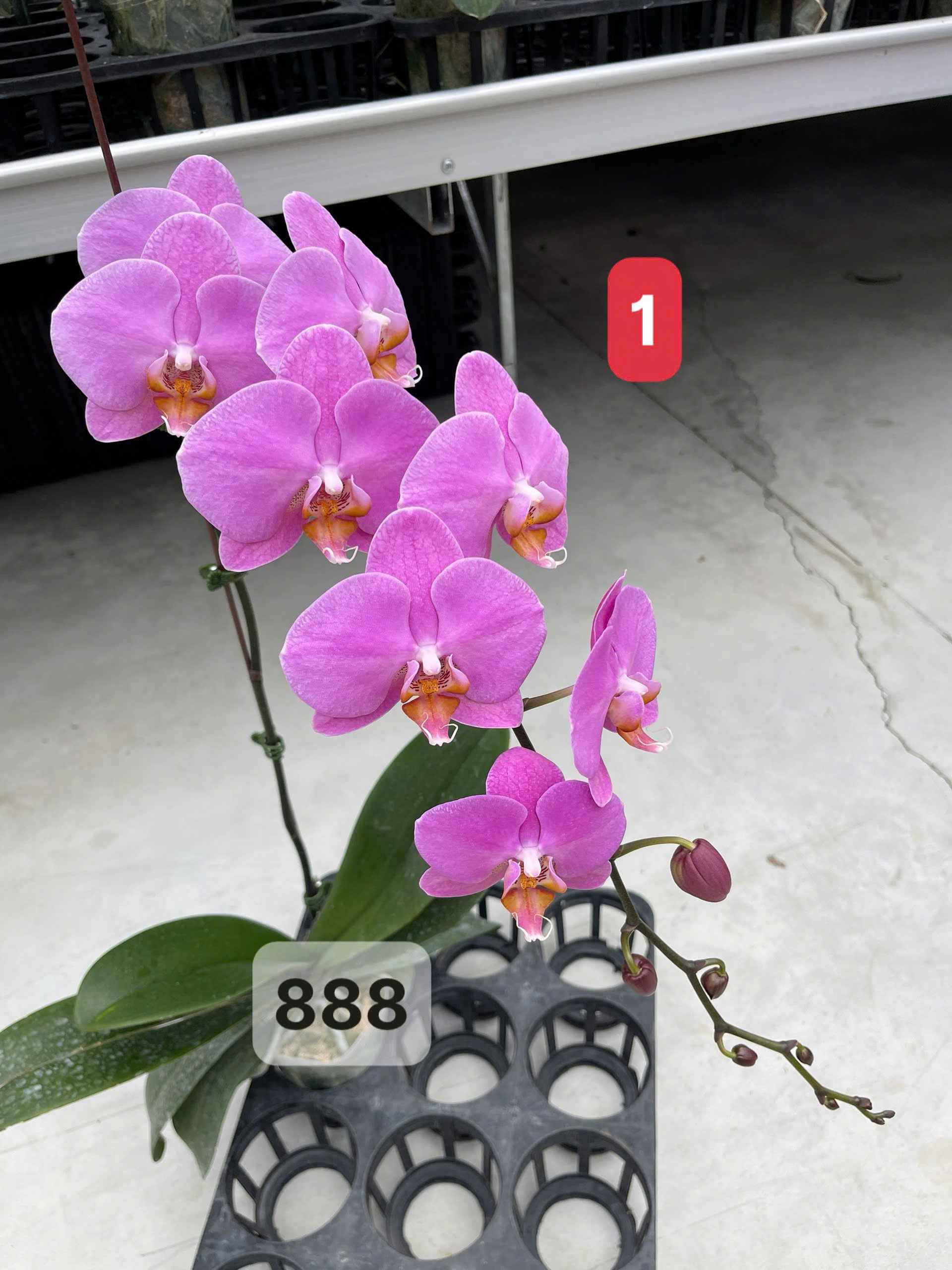 Hoa lan hồng nhị cam